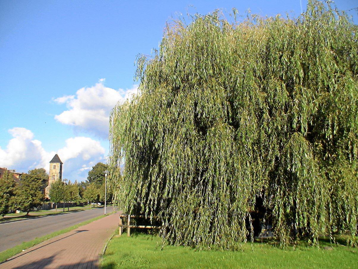 Blick auf die Kirche